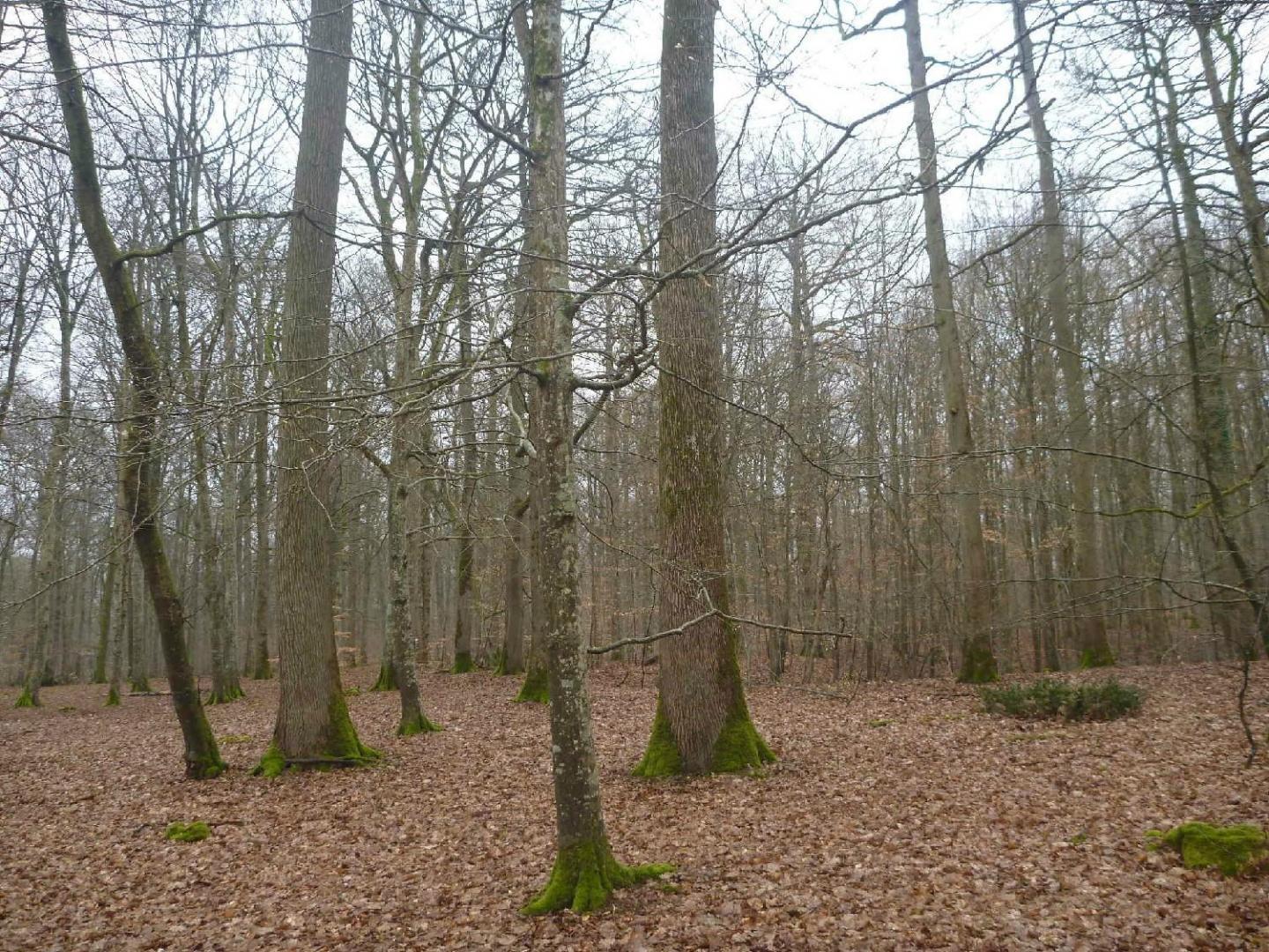 Réalisation diagnostic sanitaire d'arbres Angers