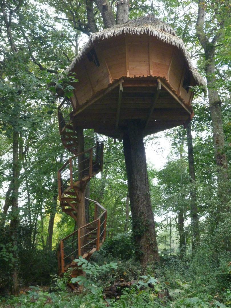 Diagnostic sanitaire d'arbres Angers